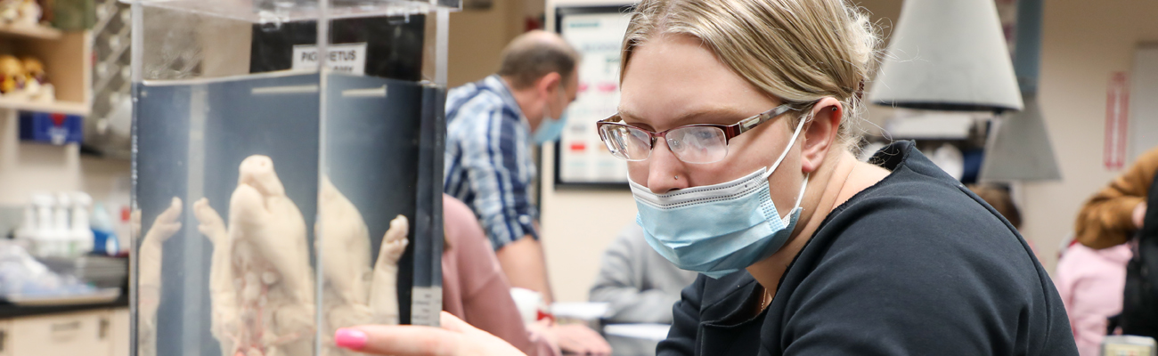 A woman wearing a mask looking at the anatomy of a pig