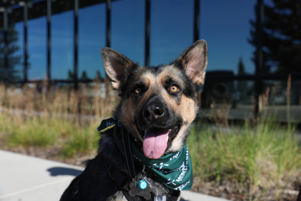 Headshot of Xena, a German Shepherd and the campus therapy dog.