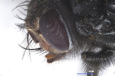 An upclose photo of a bug