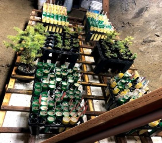 plants on a pallet in an underground mine