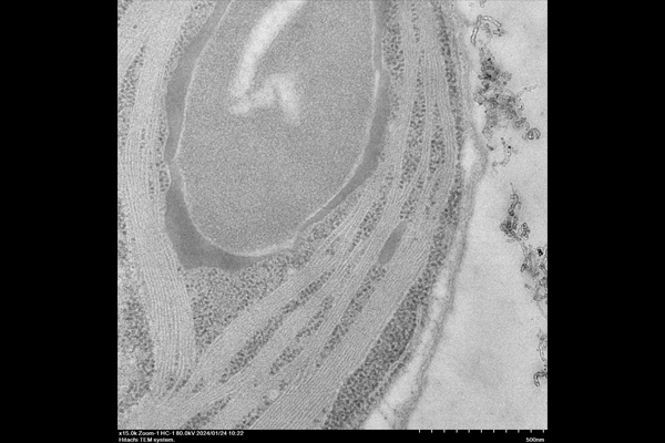 Algal Cell with Carbon Nanotubes conjugated with AgNO3