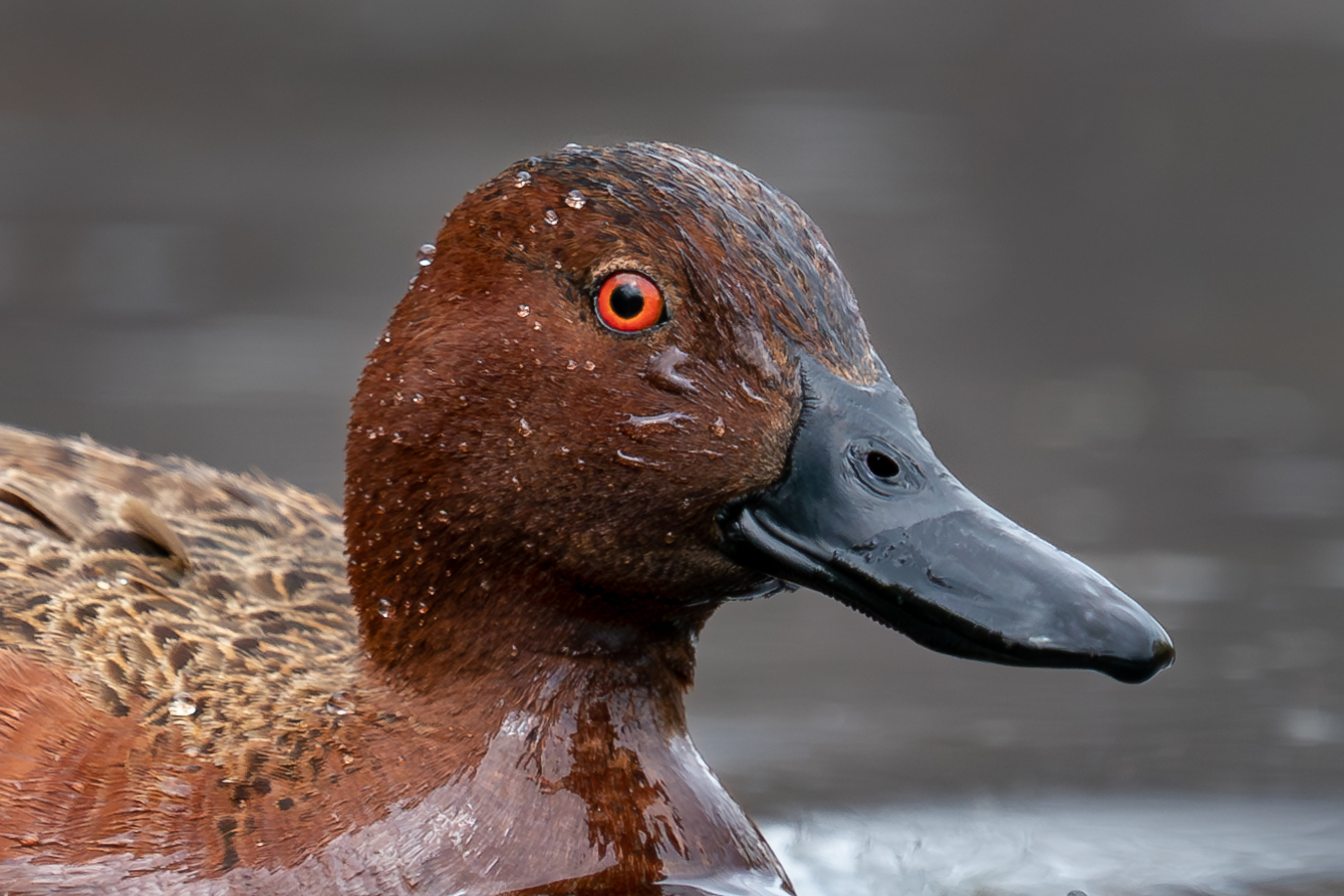 cinnamon-teal.jpg