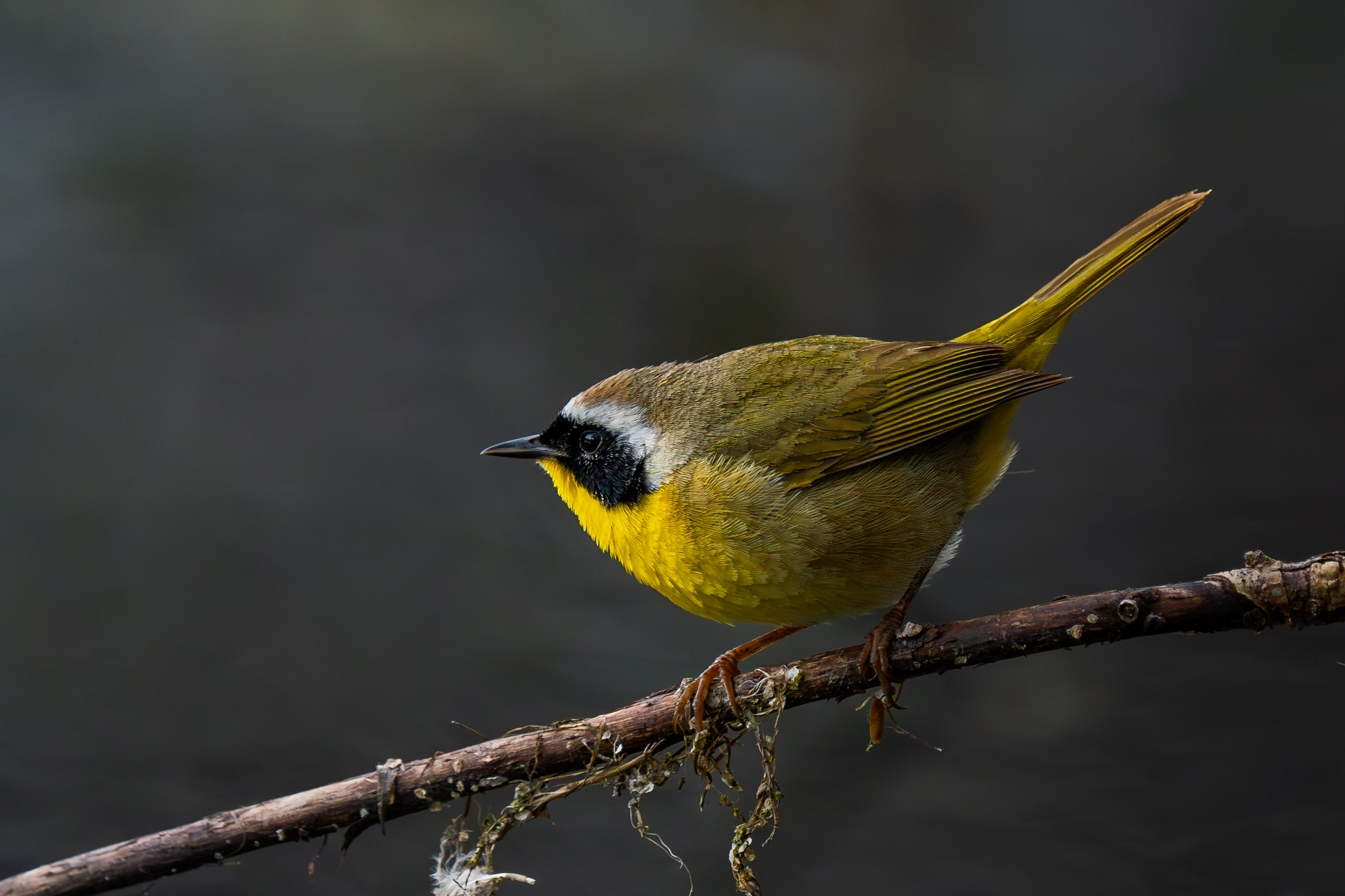 common-yellow-throat.jpg