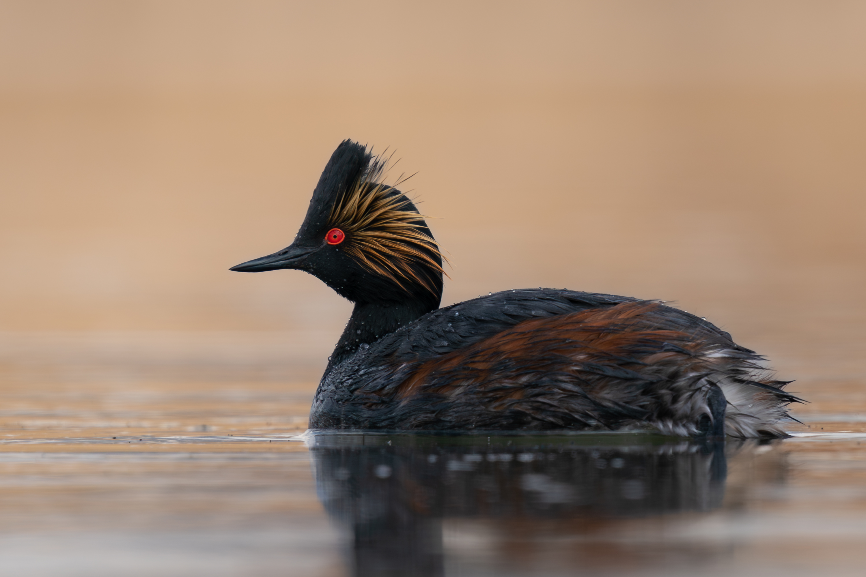 eared-grebe.jpg