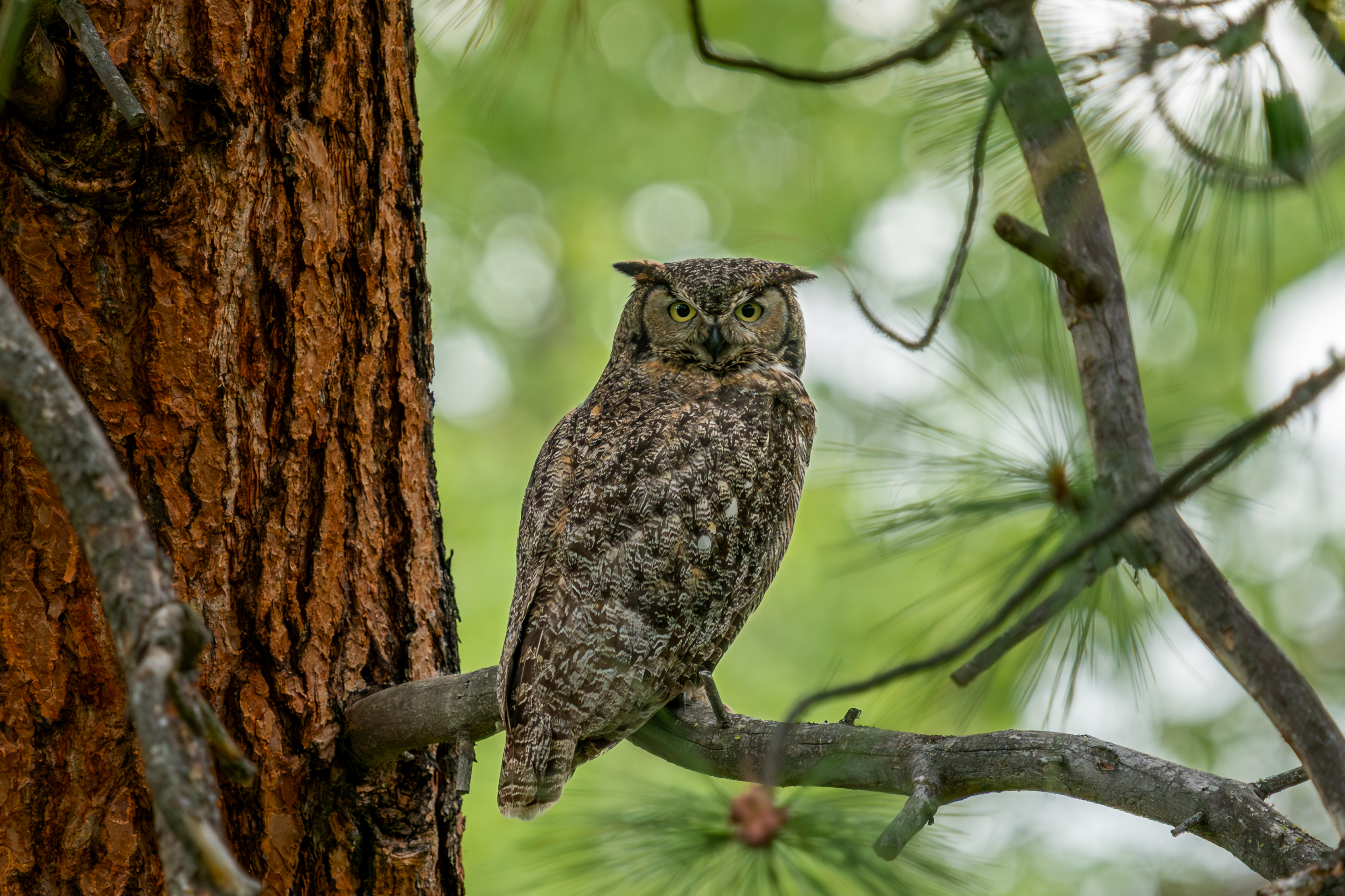 great-horned-owl.jpg