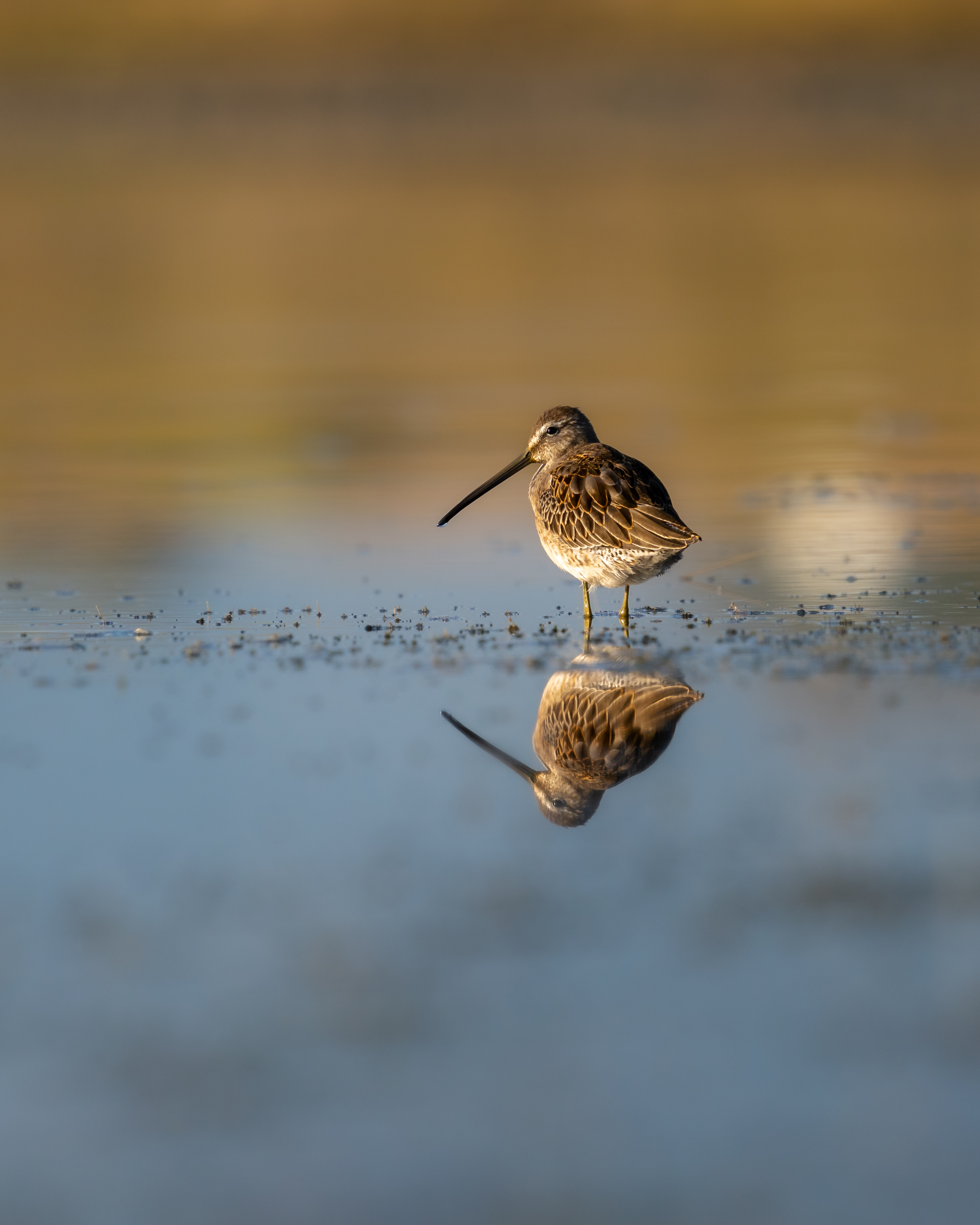 long-billed-dowitcher.jpg