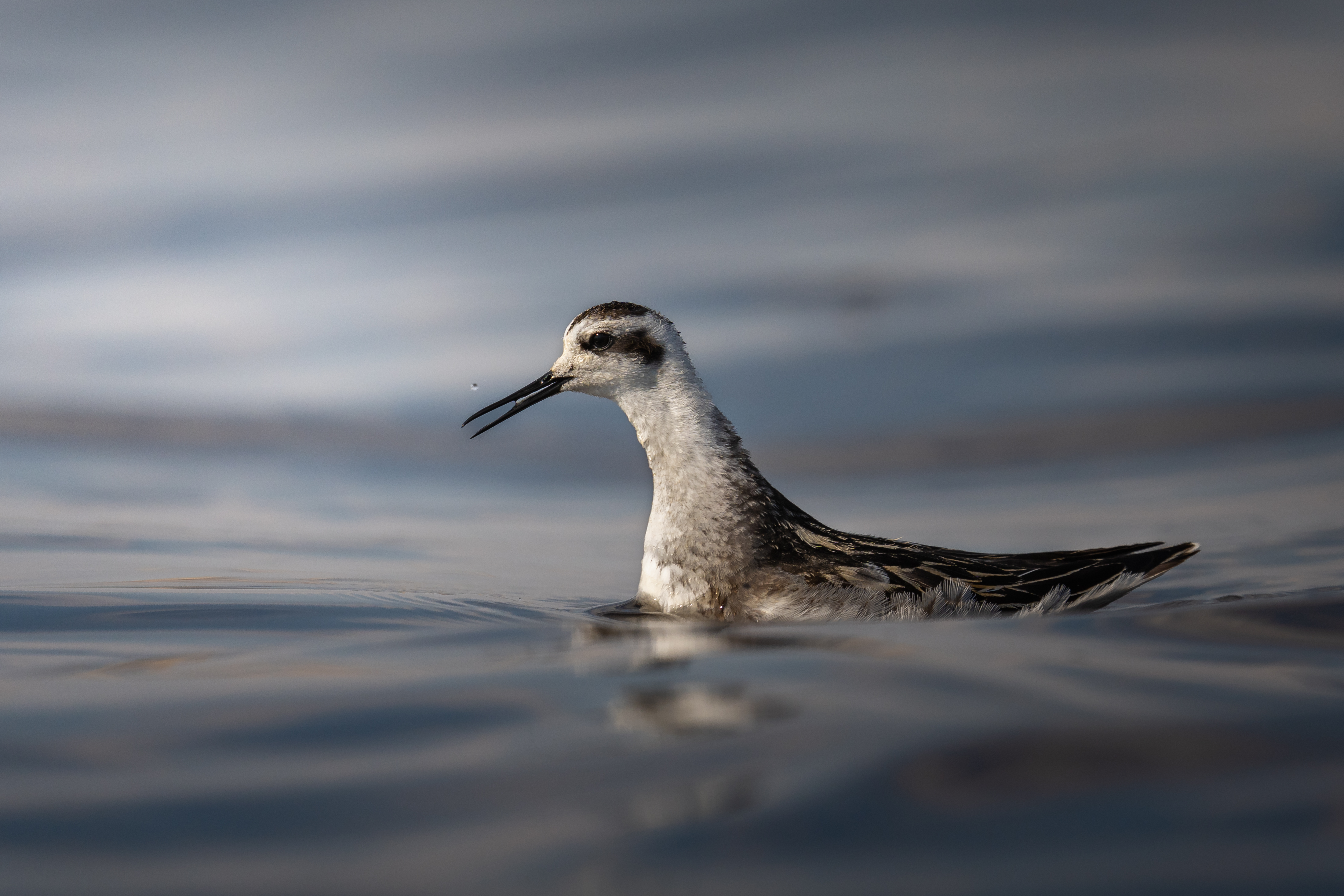 red-necked-phalarope.jpg