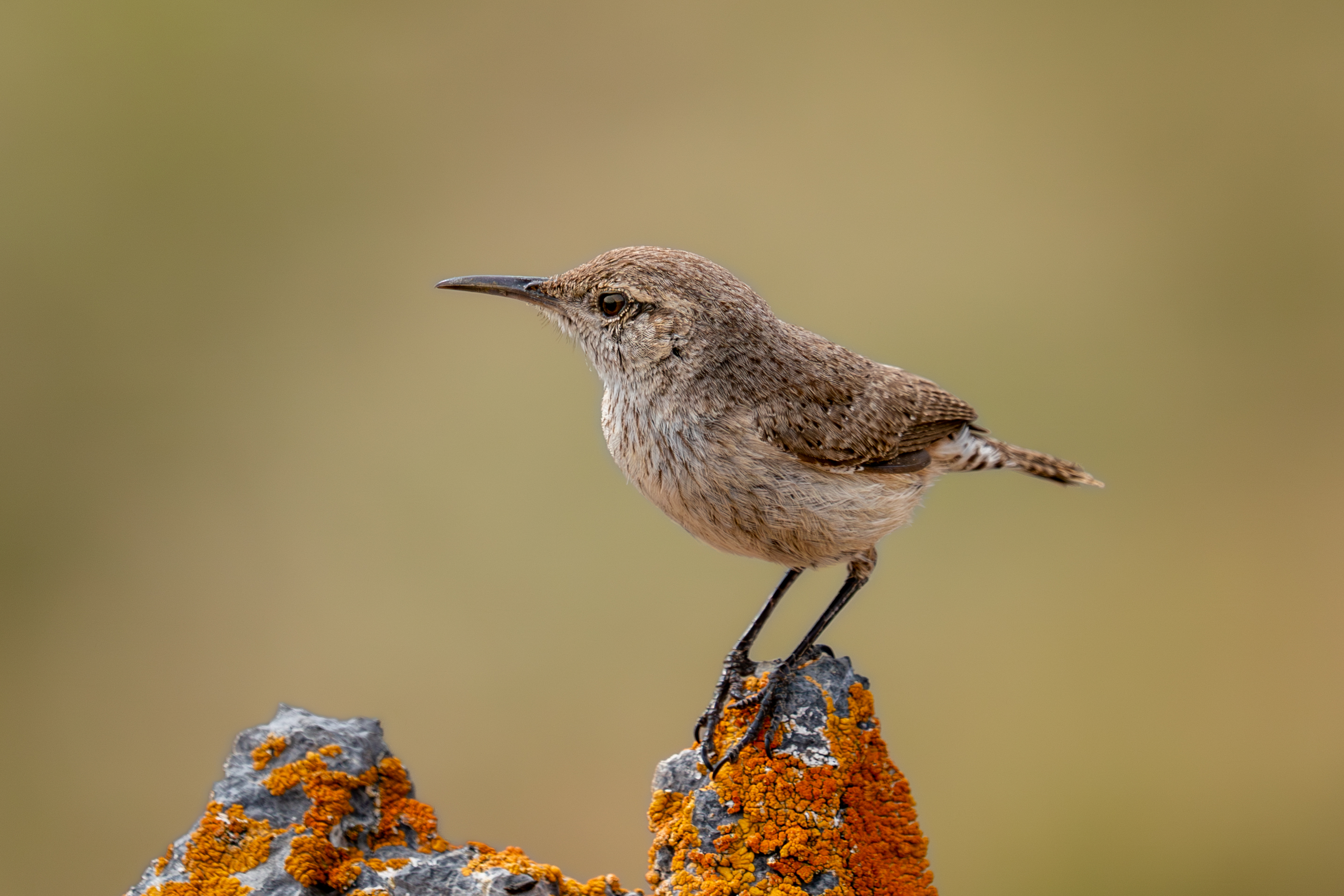 rock-wren.jpg
