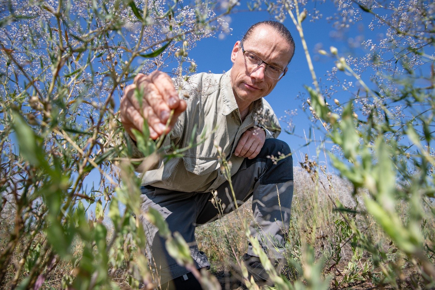 Dr. László Bakacsy conducts plant survey west of Montana Tech campus. 