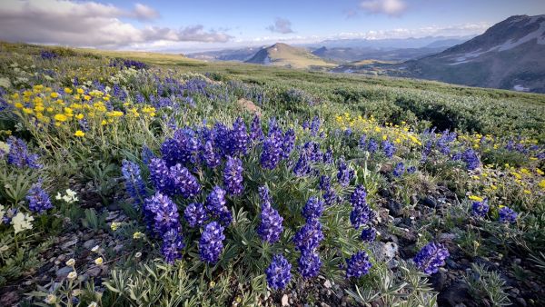 !Montana wildflowers
