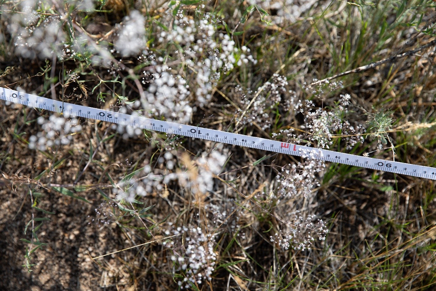 Measuring tape used for micro-scale vegetation transect surveys.