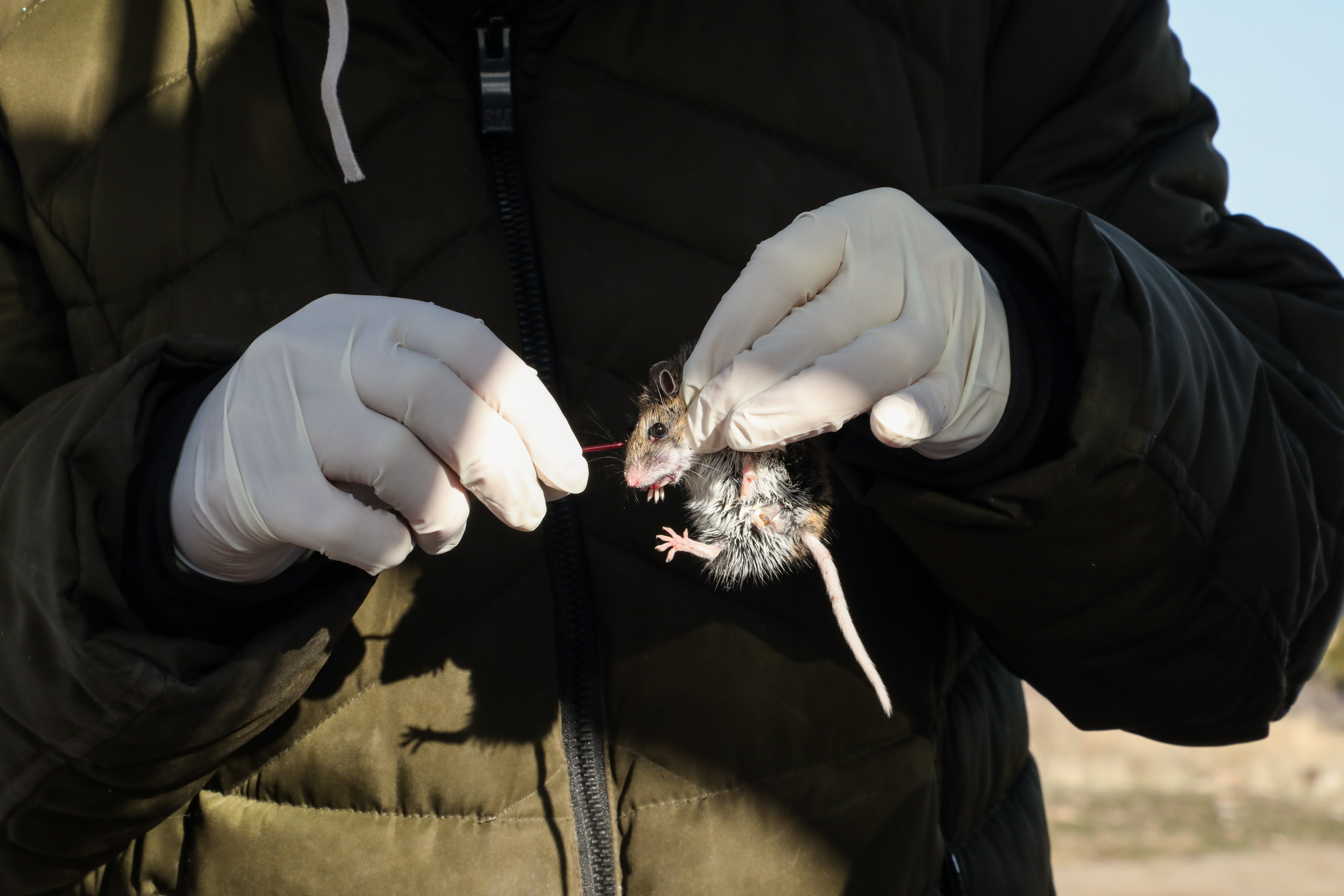 A scientist collects a blood sample from a mouse.