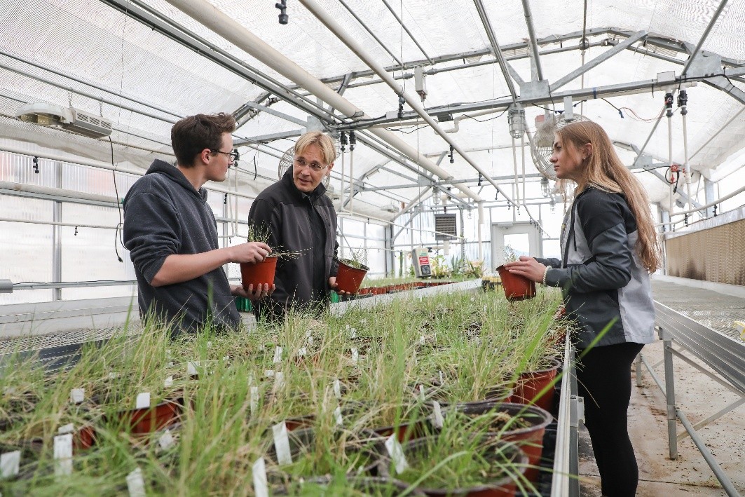 Dr. Robert Pal works with native plants in the Montana Tech greenhouse.