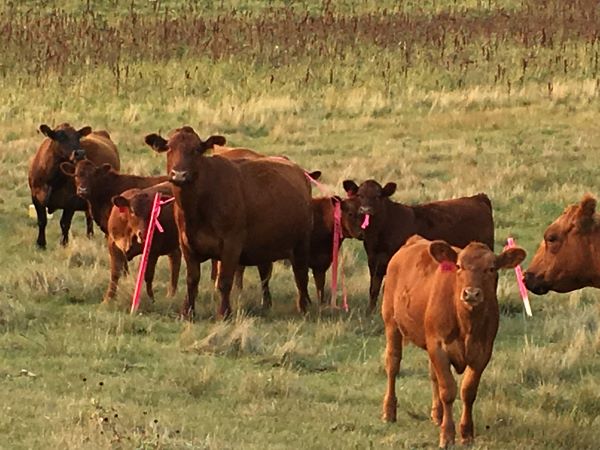 mischievous-north-dakota-cows-2.jpg