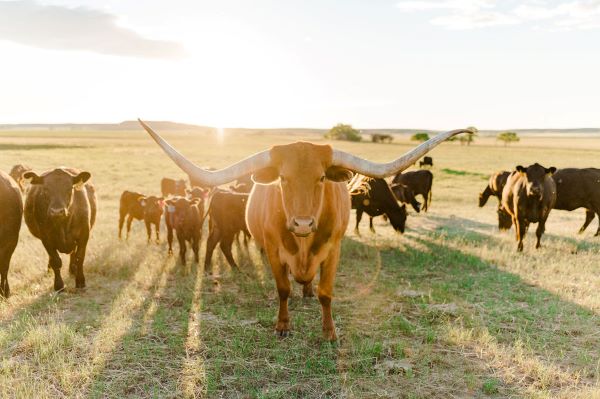 Stick Leg Ranch