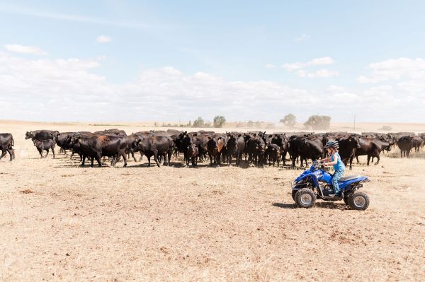 Stick Leg Ranch cattle