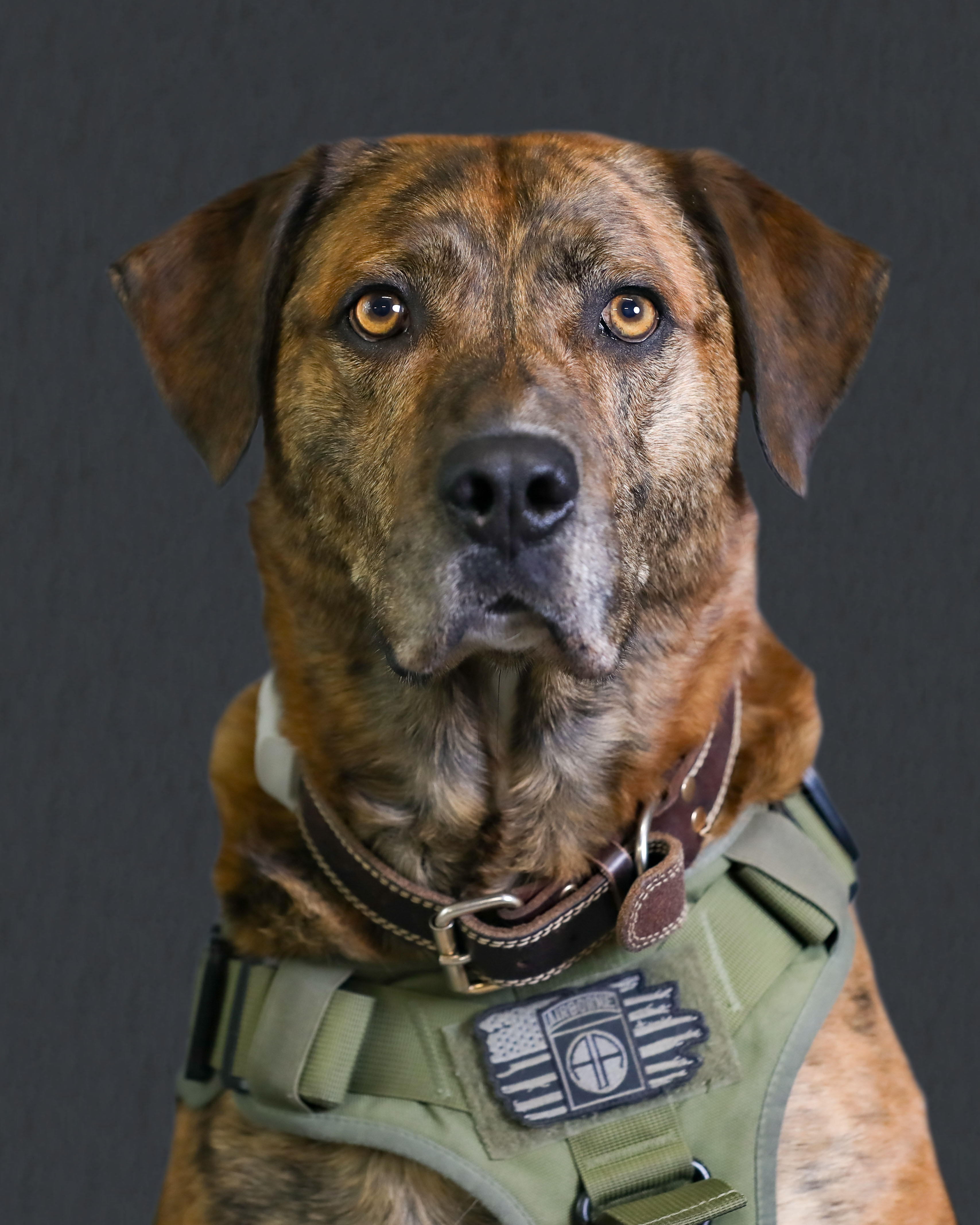 Security Dog